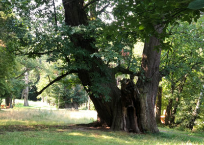 Kastanienbäume in Liebing