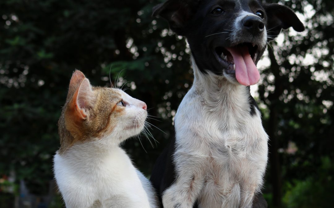 Meldepflichten in der Hunde- und Katzenhaltung