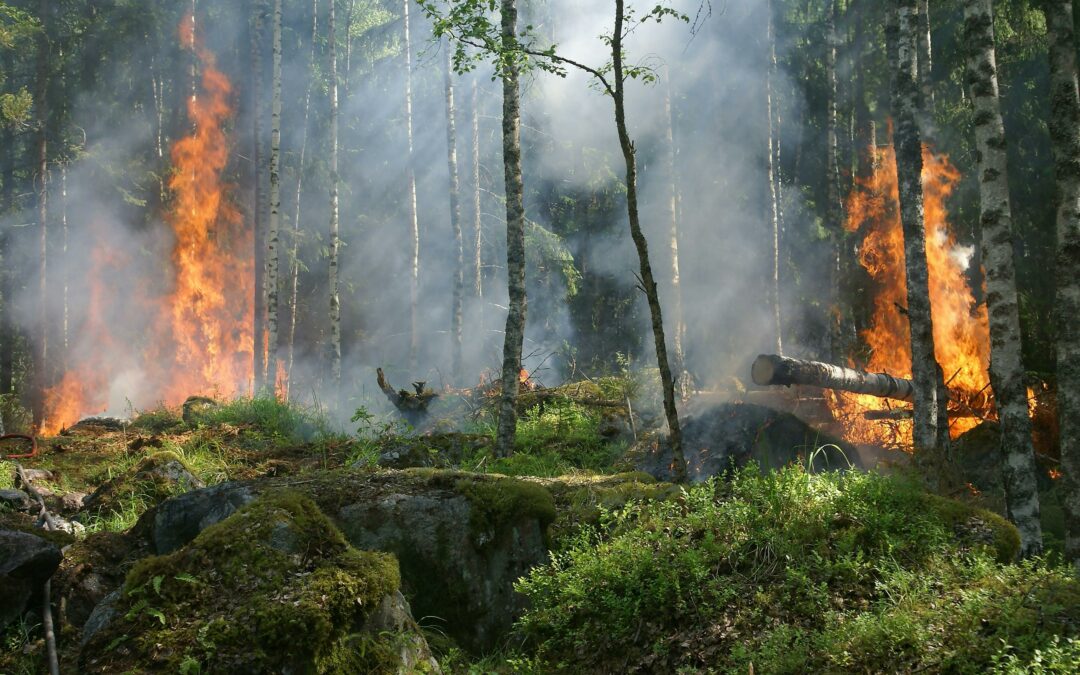 Waldbrandgefahr